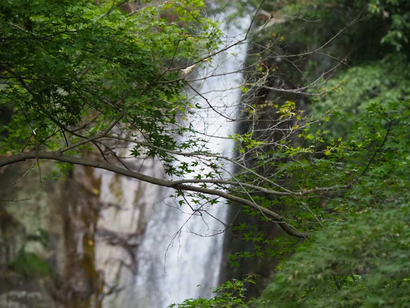 紅葉する前に散ってしまった？！