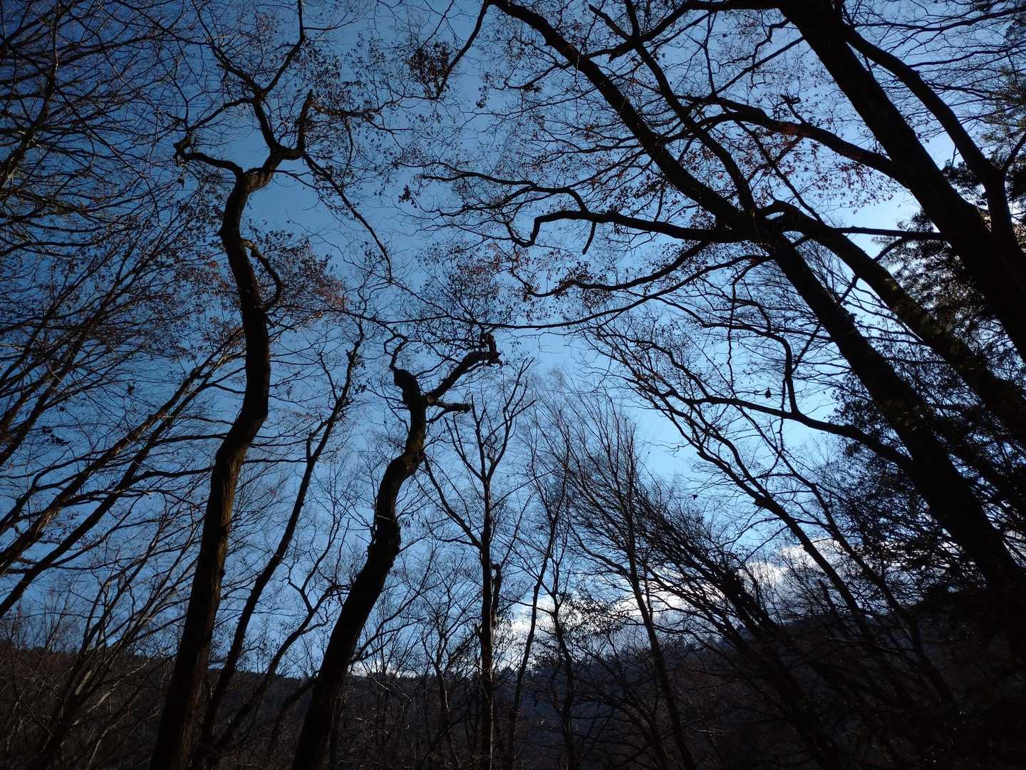 東京の裏山