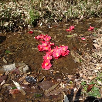 流れたツバキの花が集合。自然に集まった？それともどなたかのサービス？