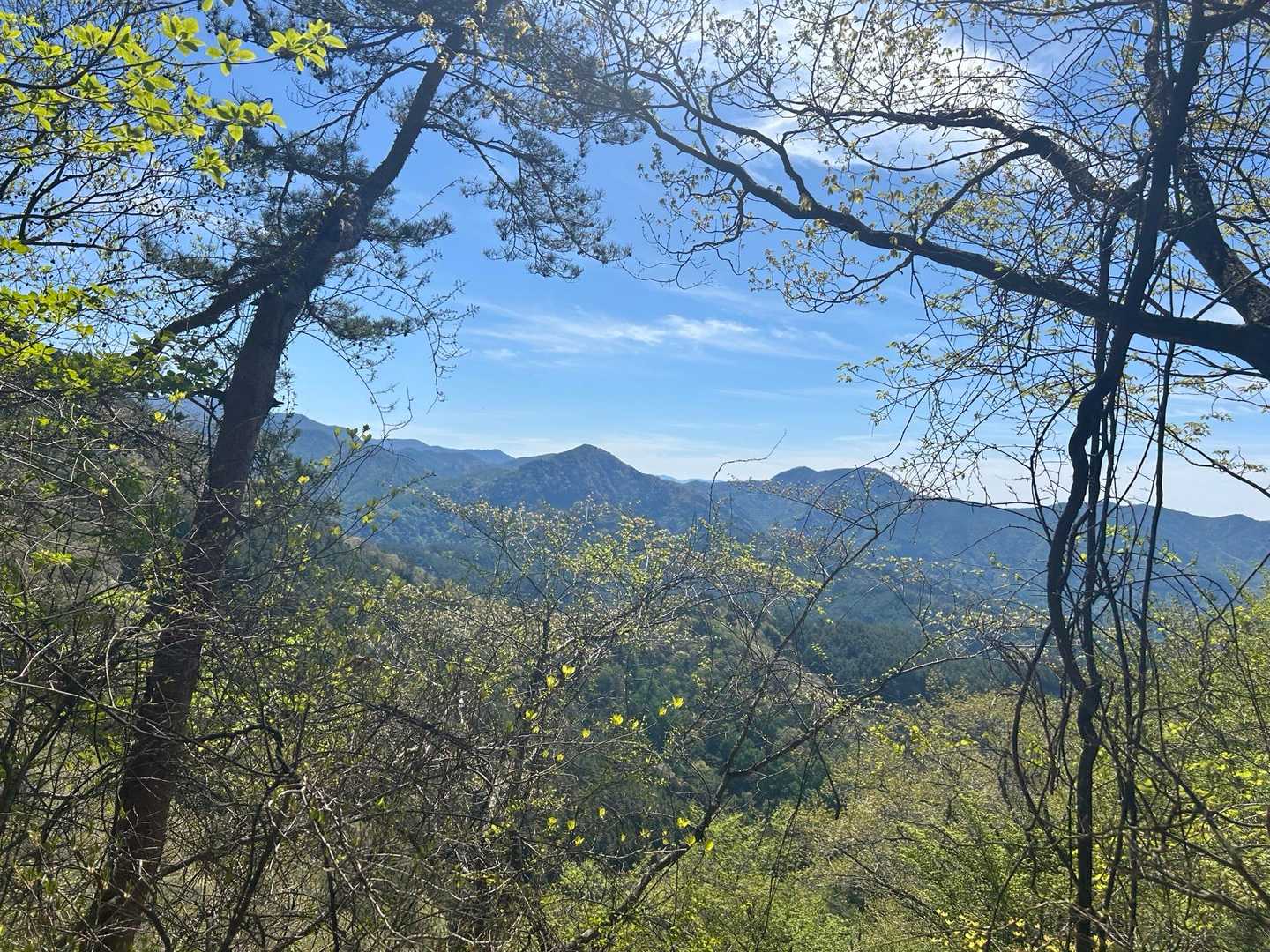 太刀岡山-越道峠-鬼頬山-黒富士-升形山-八丁峠-曲岳-曲 縦走コースの写真