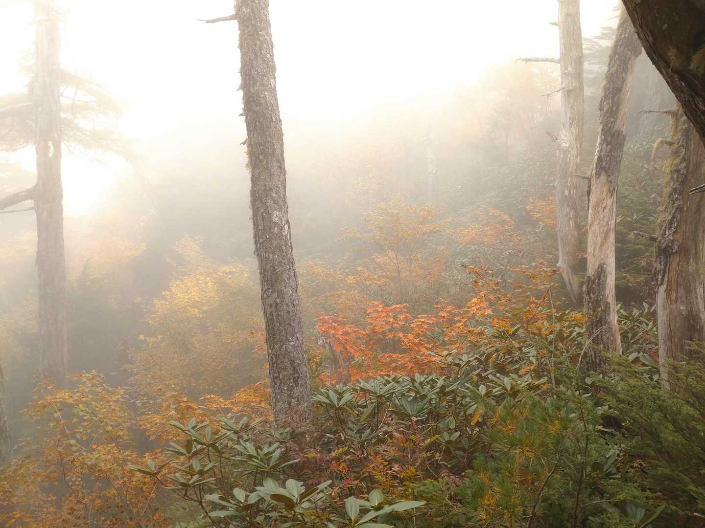 山頂付近の紅葉