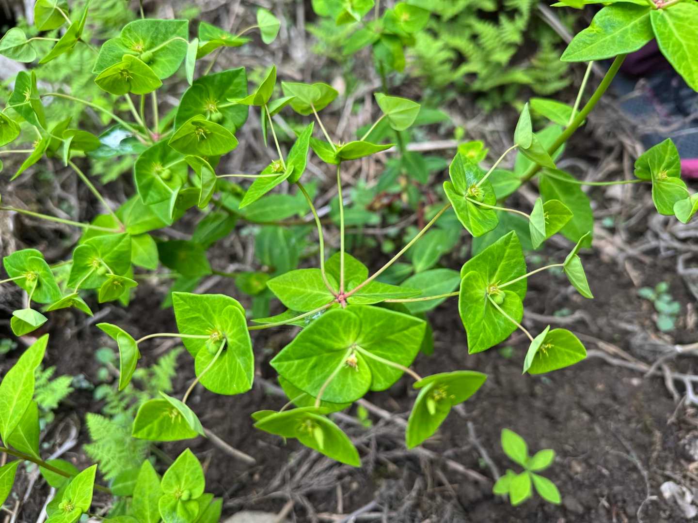 ナツトウダイ（夏灯台）は、
初夏に咲いて、花の形が昔の灯り（灯台＝油の火皿）に似てるから名付けられた植物です。