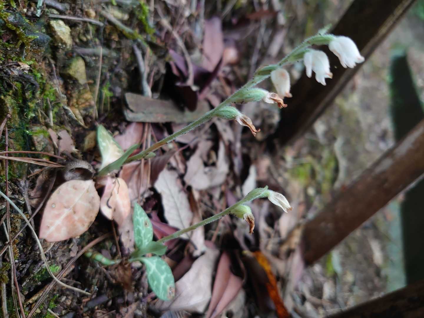 保護された柵の中にミヤマウズラ