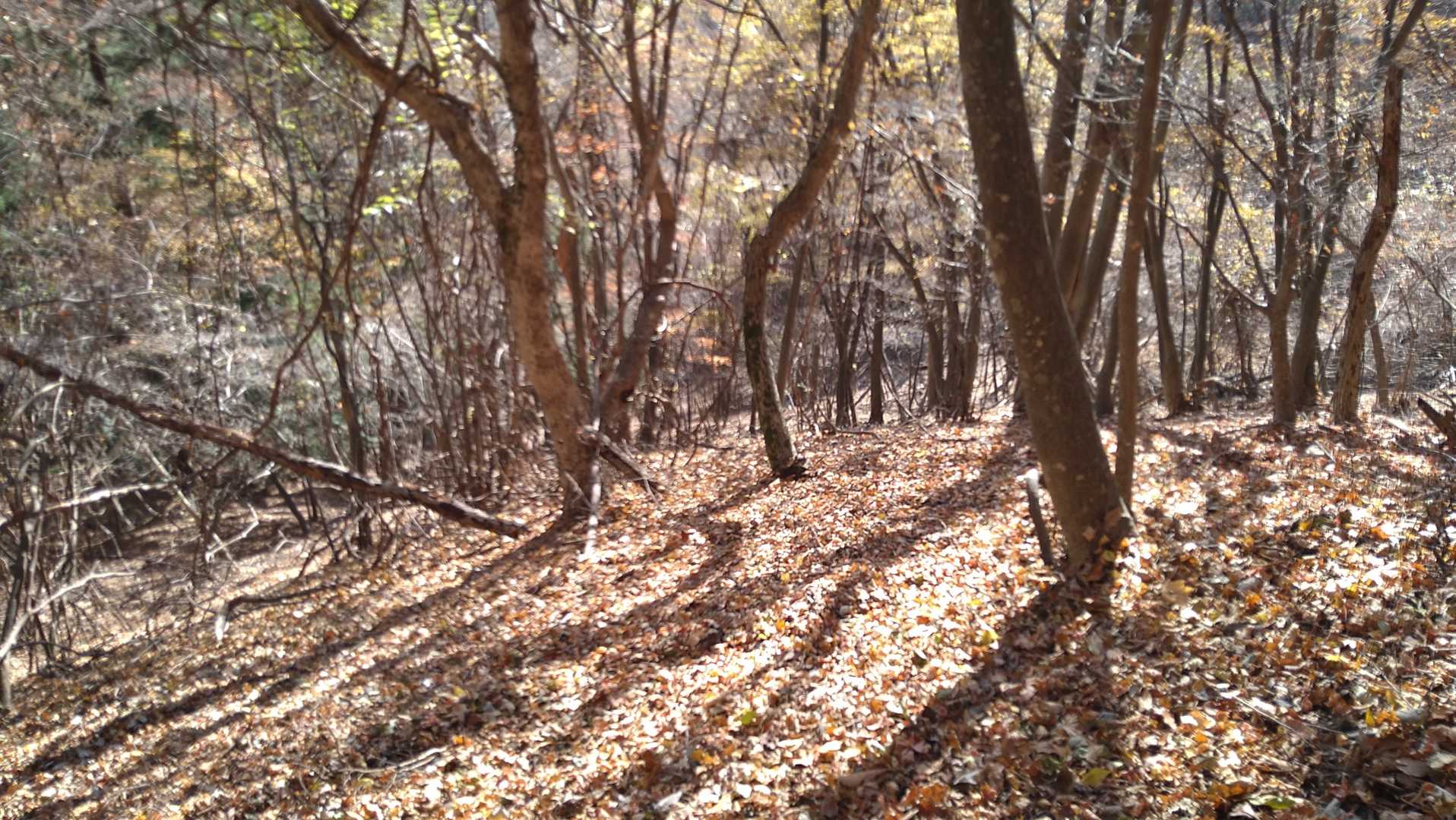 落葉🍂積もってました