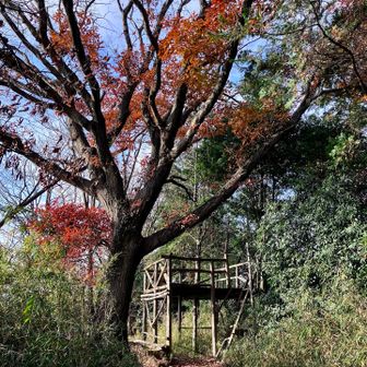 古い展望台！梯子がギシギシ言うらしいので登らず。