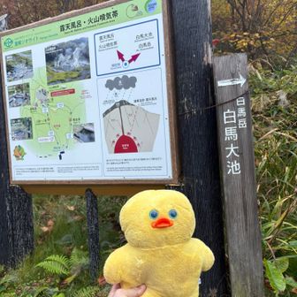 下山🐥
