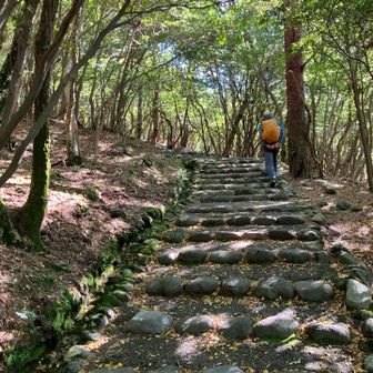 最初は遊歩道の優し道が続く