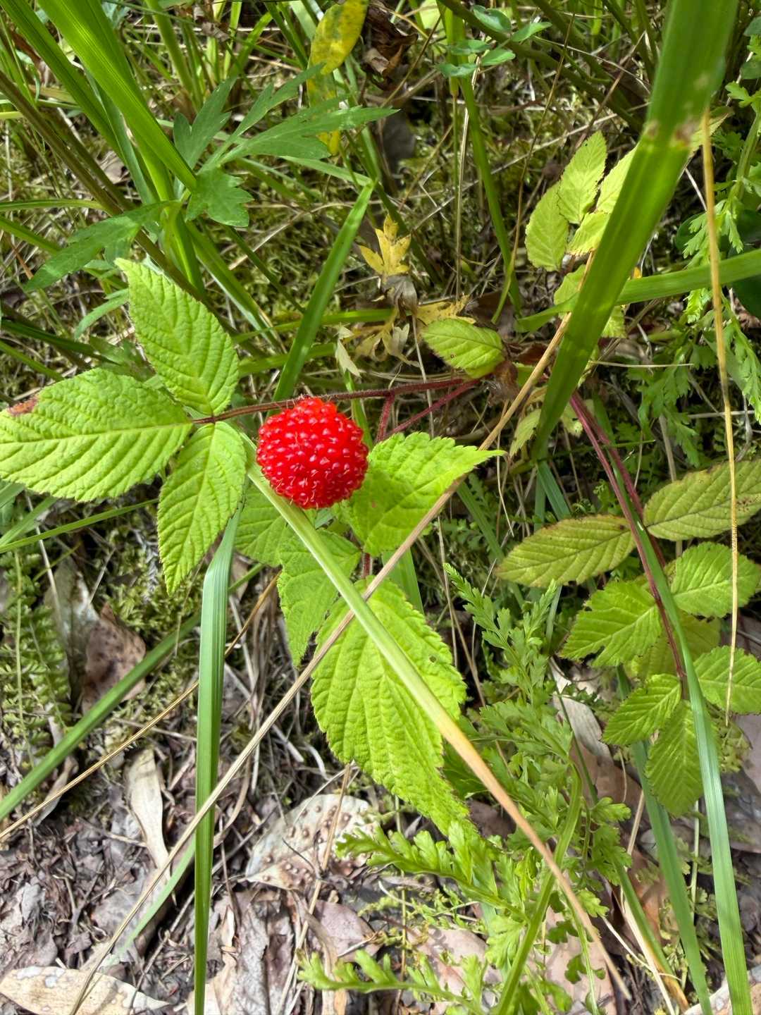 キイチゴ🍓