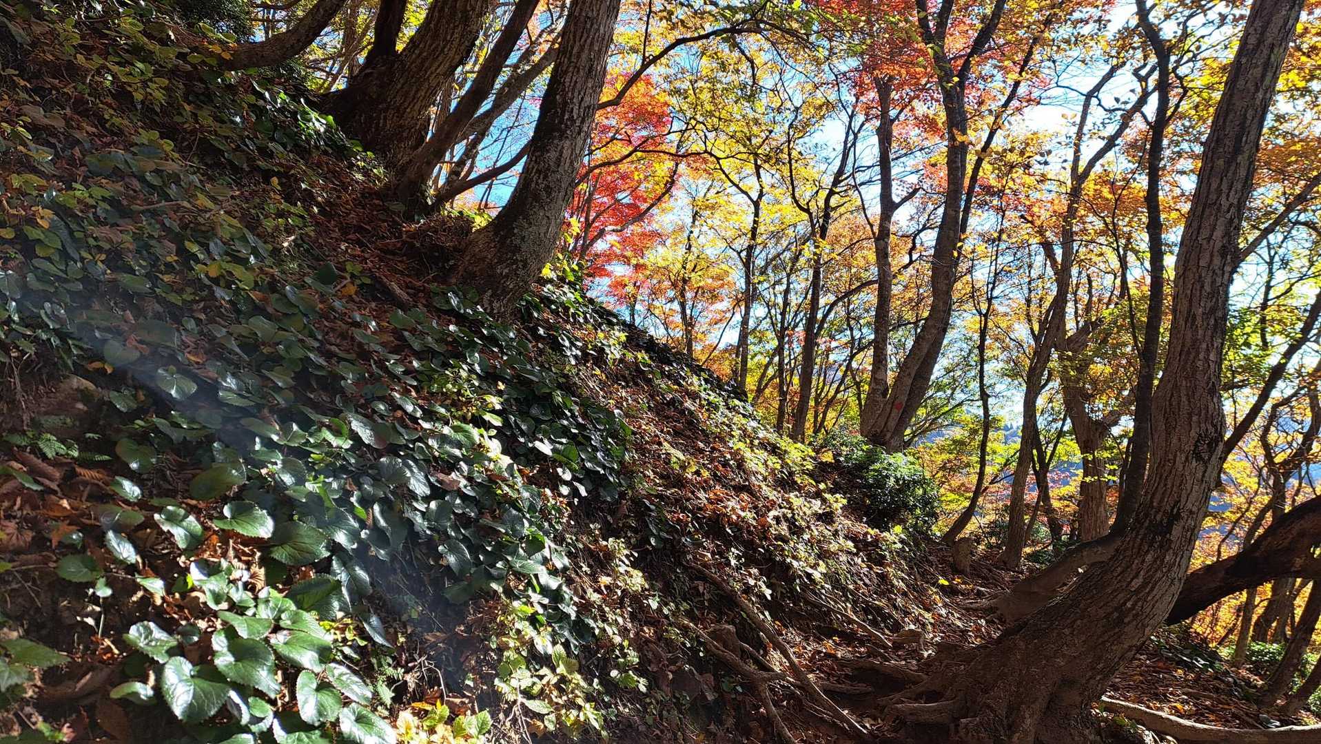 左イワカガミ　前は紅葉　右は崖です
