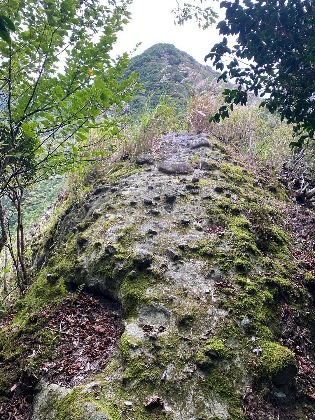 分岐まで戻って、大日ヶ岳へ