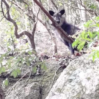 あっ、石が上から
👩なんかいる😮ぎやー
👨カモッシーやん
しゃしんとれってことやろ
👩わかった