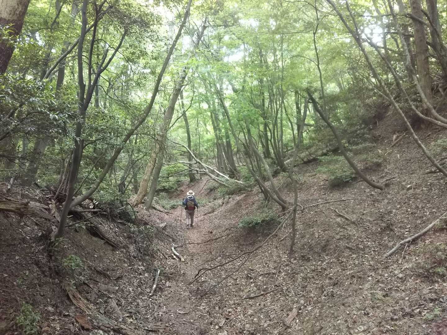 見張山までの道は思いのほか、歩きやすくキレイでした🎵