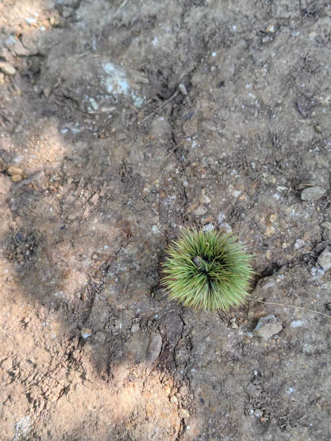 栗🌰もうすぐ秋🍁
