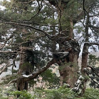 夫婦杉　♂が♀に肩を組んでるみたい