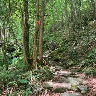 13、白草山へ⑨
ここからはちゃんとした山道になる