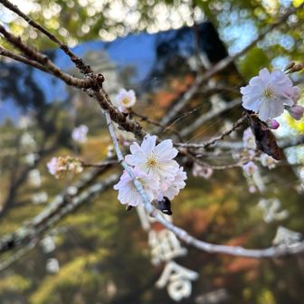 桜かな