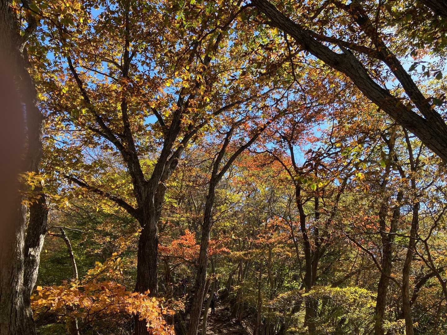 紅葉🍁も深まり
歩きやすい登山道。