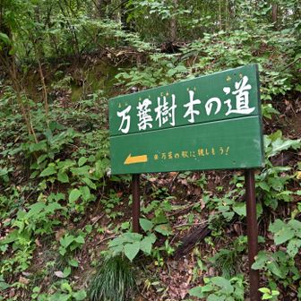 万葉樹木の道を行く。