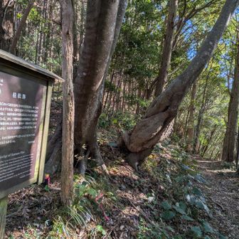 仏坂は息が上がって全く上がれず…林道に出たところで座り込んでしまった(´；ω；`)ｳｩｩ