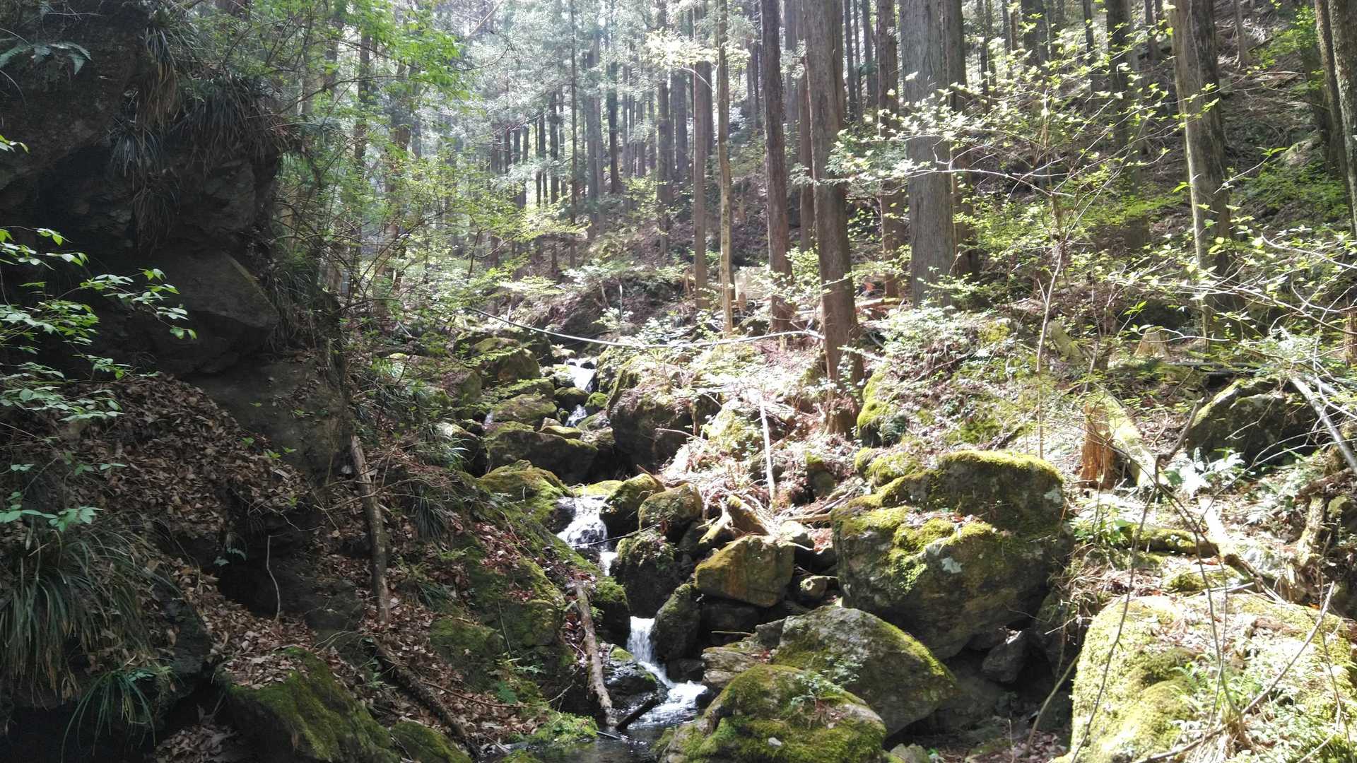 苔むした岩とかあって雰囲気良かったです✨