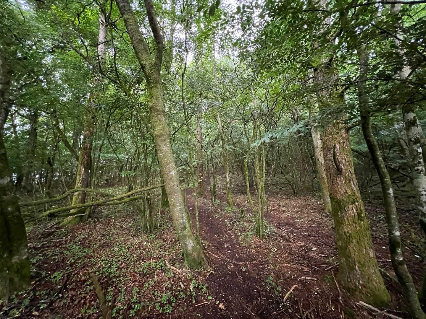 登山口
レインウェア上下を始めから着て歩くのは何年ぶりだろう…😅