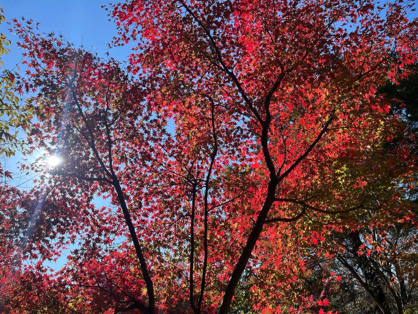 昨日に引き続き良き紅葉🍁