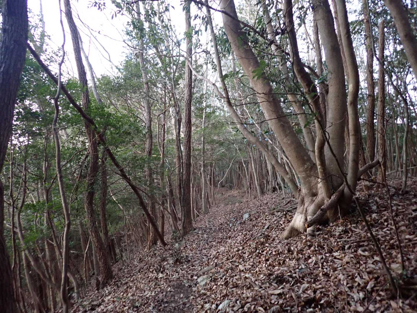 登山道の様子
落ち葉が多くて少しわかりにくかった部分がありました。