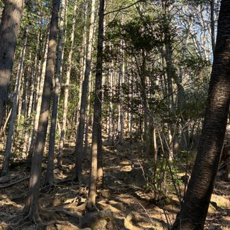 見た目より急登です^ ^