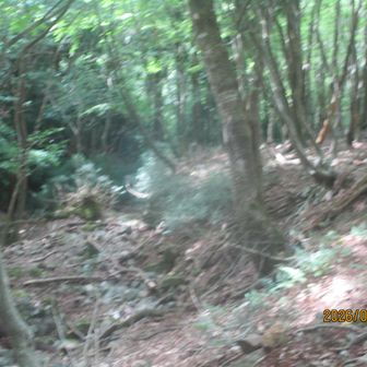 御池鉱山跡付近。林の中をガサガサと、猿たちが走り回っていた🐒