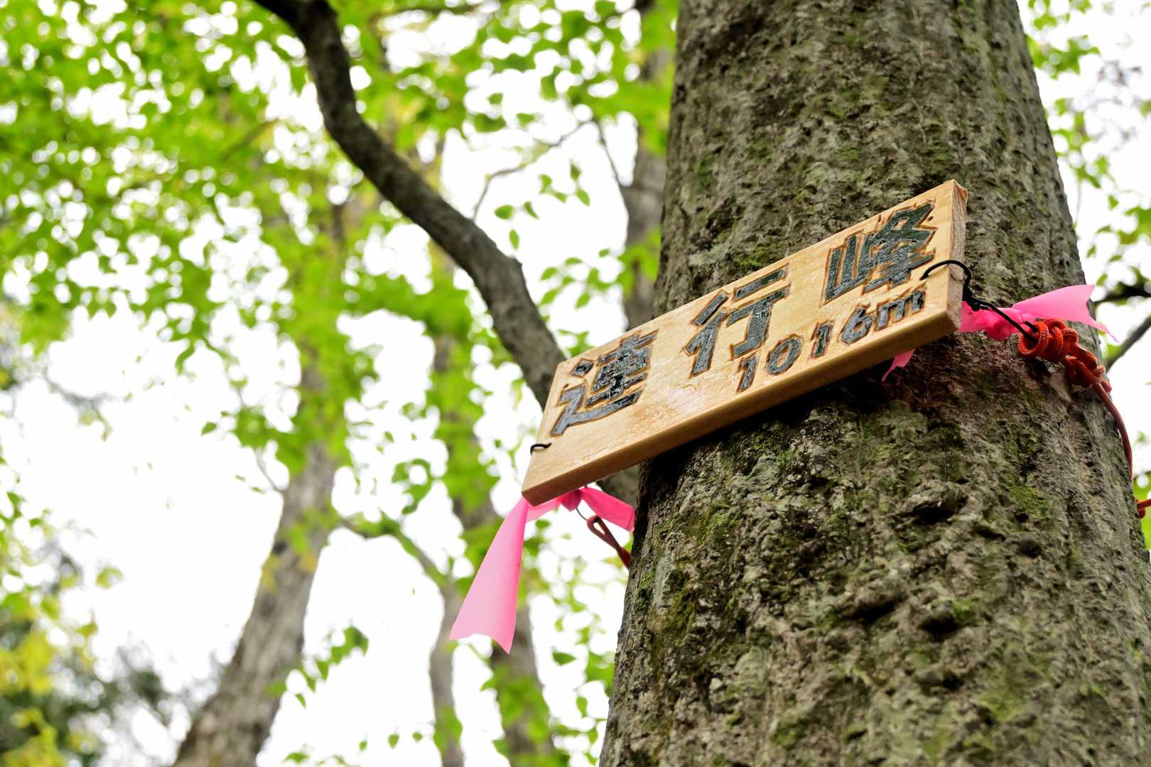 軍刀利神社-佐野川峠-茅丸-連行峰-和田バス停 縦走コースの写真