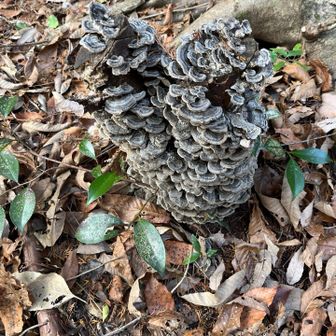 凄いキノコ🍄？