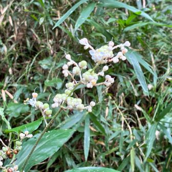 花茗荷
