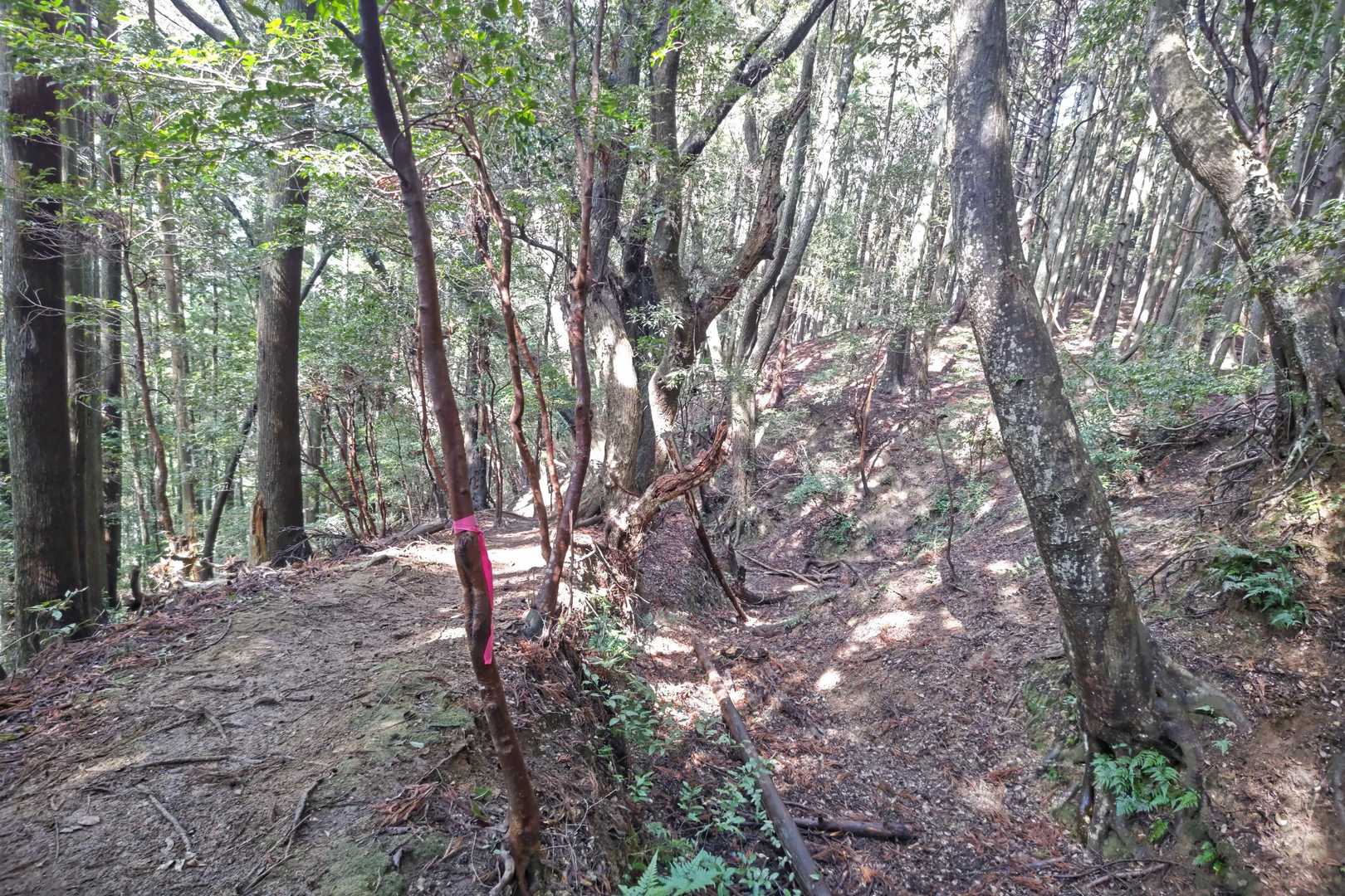 すっきり
伐採後は塩水でお清めするんです