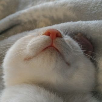 ねこひげ