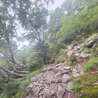 お、植生が変わってきた気がする…！！