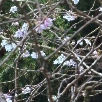 こま参道で　桜が咲いています　この後、バスに乗って伊勢原駅に戻り今日の山行を終えました

ここまでご覧いただきありがとうございました
