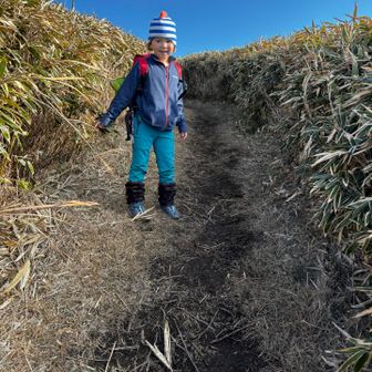 笹の壁に囲まれた登山道。