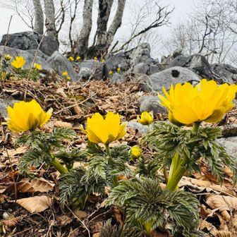 立派な福寿草が群生している鈴ヶ岳
個人的にはここのが一番好き
太い茎に葉が多い緑とレモン色の花びら
