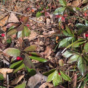 ヤブコウジかも