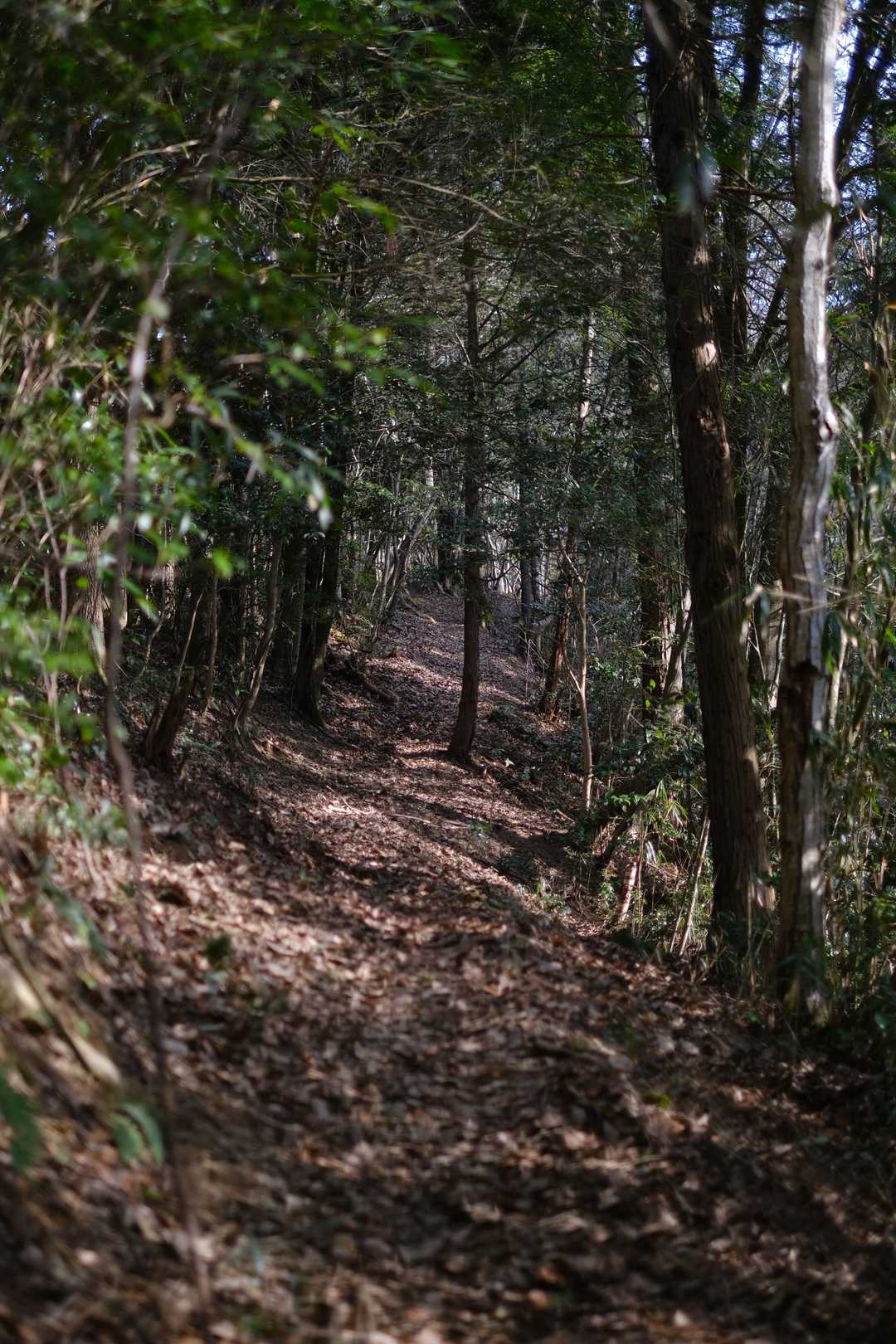 登り初めは広葉樹の林。
雰囲気いいです。