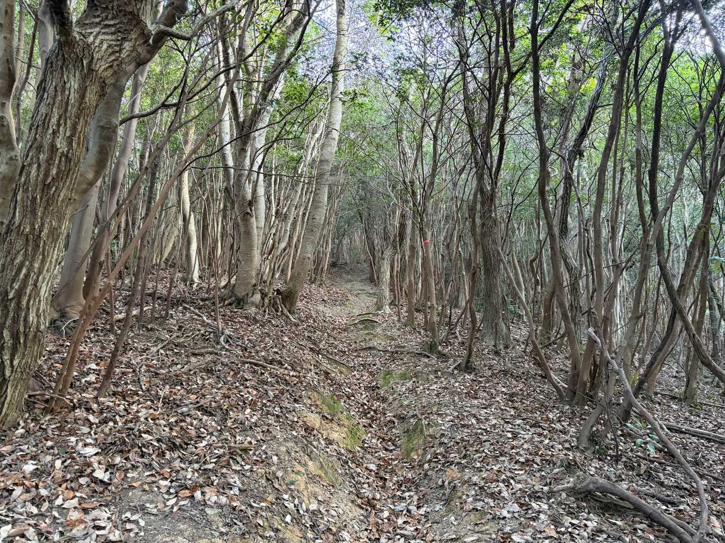 眺めのいい御伊勢山を最後に行きたいので
愛宕山からまわります❗️