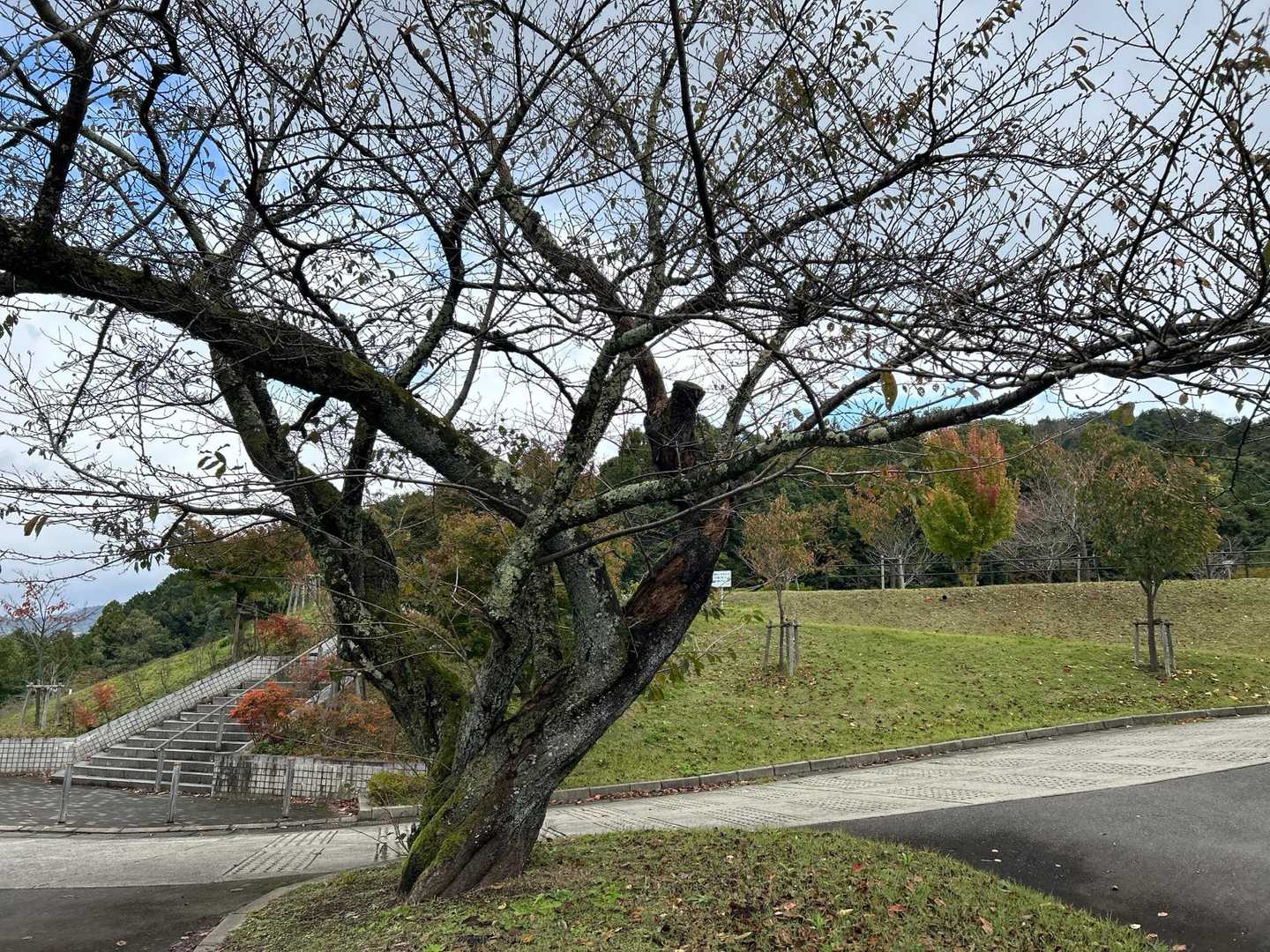 二本松山 周回コースの写真