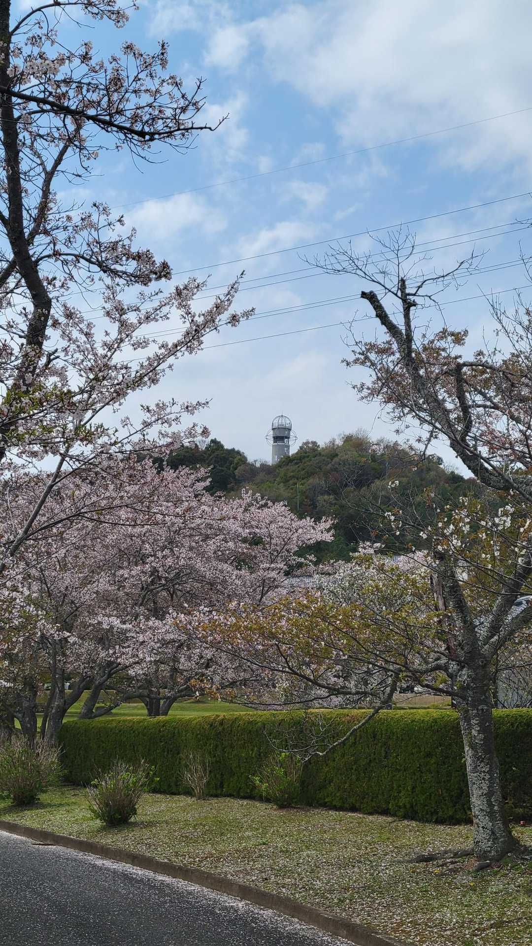 桜並木を歩いて山の上に見える塔を目指します😊🌸