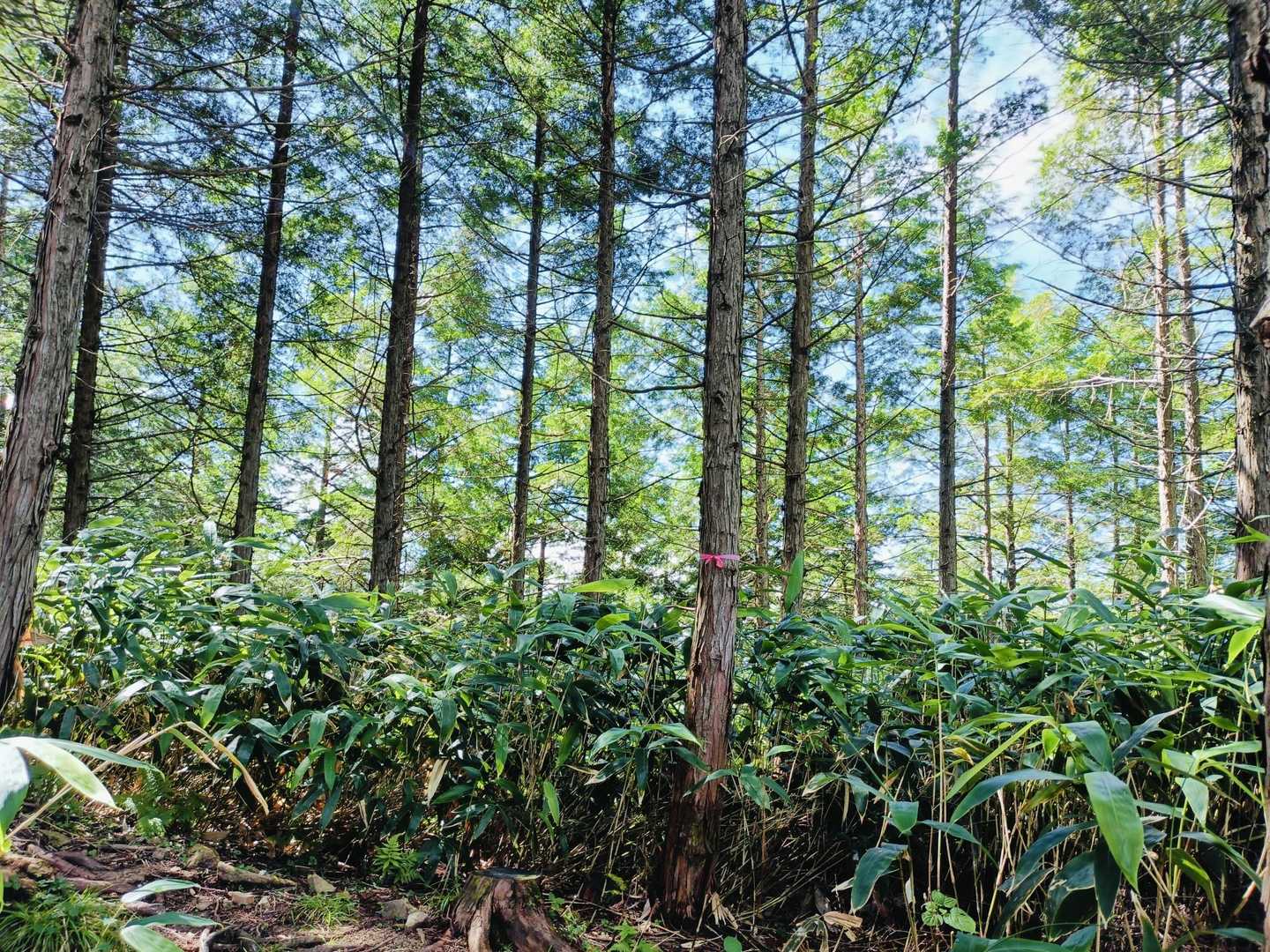 檜の林🌲