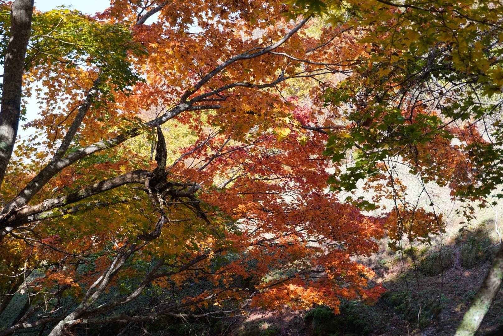 ポンポン山登山口-ポンポン山 往復コースの写真