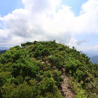 冠山山頂付近を少し離れた所から撮りました。草木の向こう側に山頂があります。