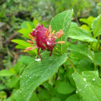 雨に濡れた植物は美しい

チシマヒョウタンボク