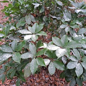 うっすらと雪が～