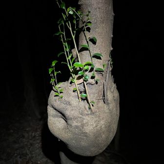 ジャガイモから新芽🥔🌱