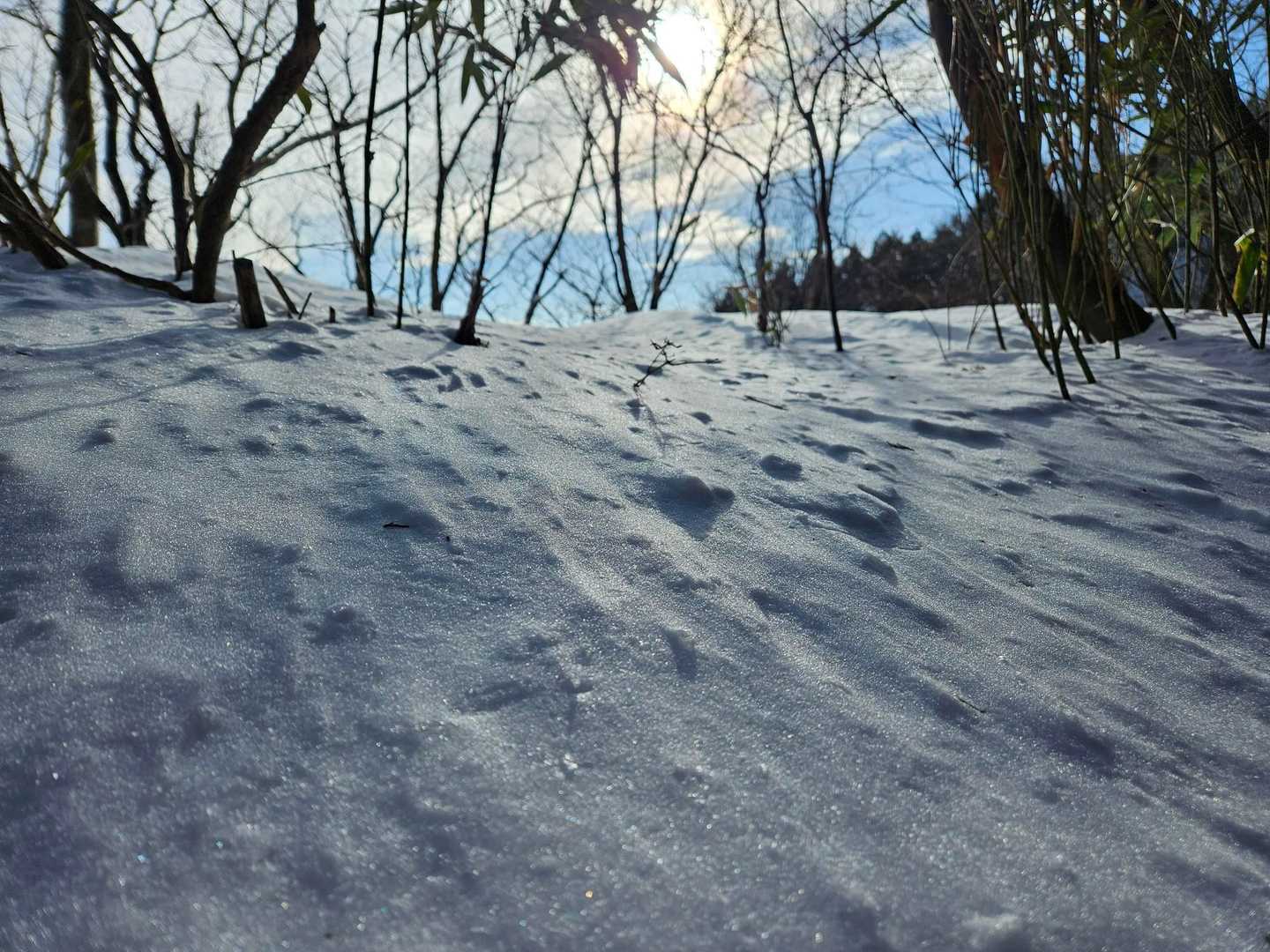小貝月山-貝月山 往復コースの写真